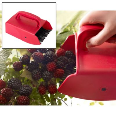 Berry Picker